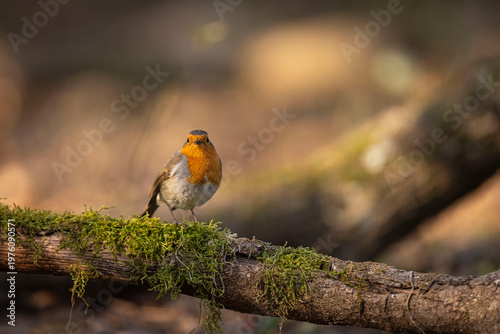 OISEAUX