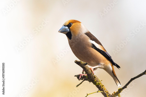 OISEAUX