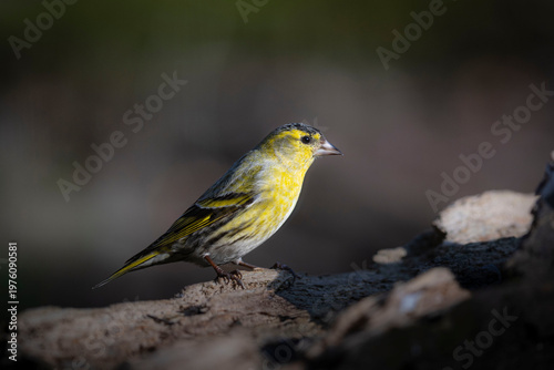 OISEAUX