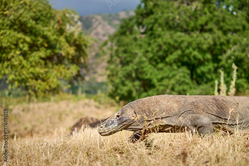 Komodo dragon walking through the dry landscape of Komodo Island, showing its strength and natural behaviour.