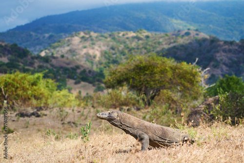 Komodo dragon walking through the dry landscape of Komodo Island, showing its strength and natural behaviour.