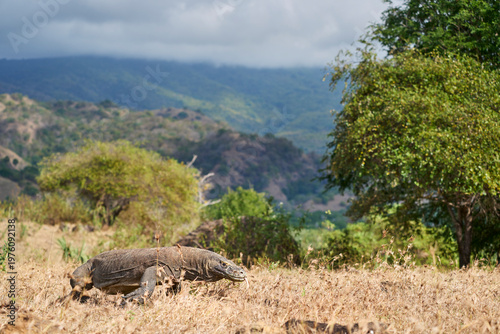 Komodo dragon walking through the dry landscape of Komodo Island, showing its strength and natural behaviour.