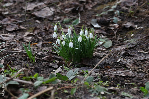 Dense group of Galanthus snowdrops emerging from the ground on a early spring day