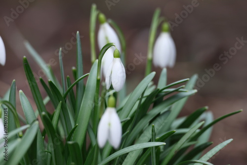 Close-up of Galanthus snowdrops in clusters with delicate white petals and green tips