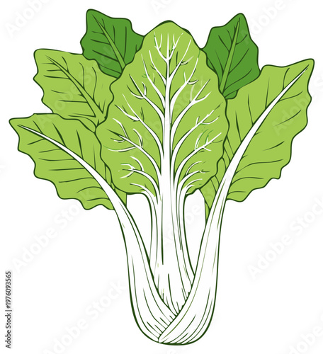 Illustrative Green Bok Choy Plant With White Stalks Against White Background, Food Item, Vector