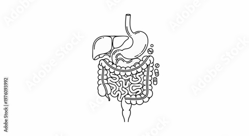 Line drawing of human digestive system with pills