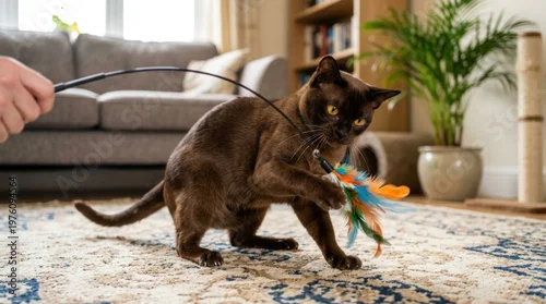 Fototapeta A sleek, brown cat intensely focuses on a feather toy being waved by a person. The cat is mid-leap, extending its paw to catch the toy.