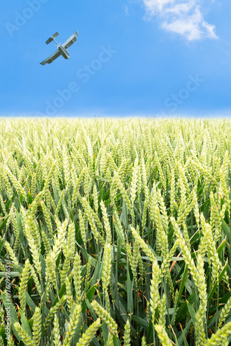 Lush, green wheat field against bright blue sky with remote-controlled aircraft. Young, unripe wheat plants growing in agricultural field in sunny day, peace and war concept