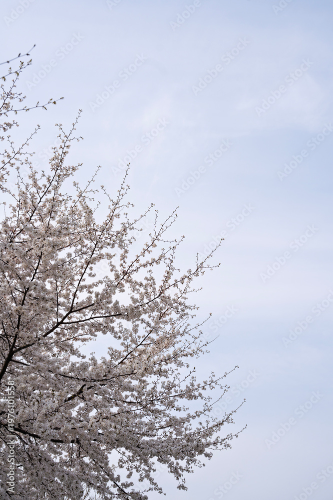 Obraz premium 여의도 벚꽃, Cherry Blossom Trees in Spring Sky for Seasonal Background and Copy Space