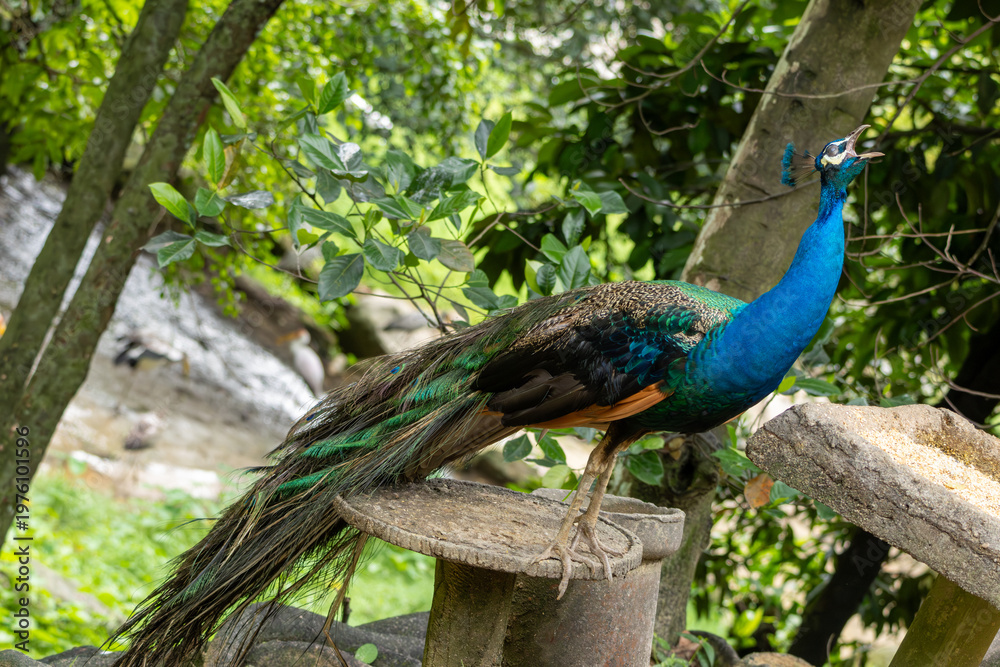 Fototapeta premium Peacock standing on stone platform in natural green park environment