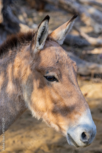 Fotografie The Mongolian wild ass (Equus hemionus hemionus) is the nominate subspecies of the onager