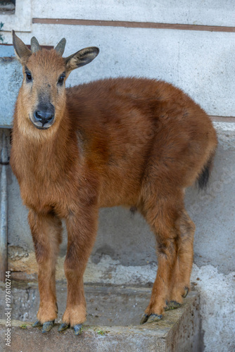 Obraz na plátně The red goral (Naemorhedus baileyi) is a species of even-toed ungulate in the subfamily Caprinae in the family Bovidae
