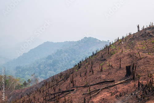 Burnt forest landscape with charred tree stumps at Thailand.