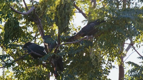 Black cockatoos gather on tree branches and feed on eucalyptus cones during the day in their natural habitat.
