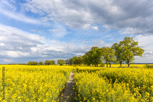 Tableau sur toile Path through yellow rapeseed field with trees under cloudy sky