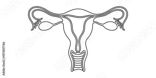 Anatomical Line Art of the Human Female Reproductive System