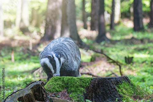 European badger portrait in daylight forest. Horizontally. 