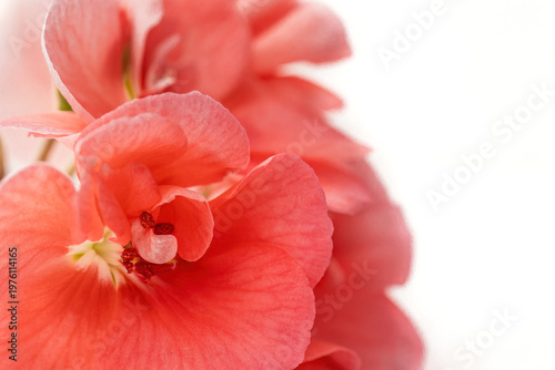 Closeup view of Pelargonium (Geranium) red  blossom on the white background. Horizontally. 