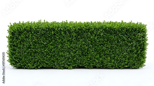 Rectangular green hedge bush isolated on a white background, manicured garden shrubbery for landscaping and architectural visualization with dense foliage and clean trimmed edges.