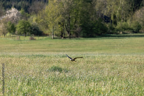 Medium-sized bird named the common swift (Apus apus) is landing on the meadow.