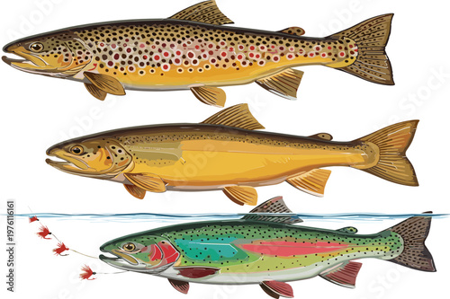 Trout Fish Set Featuring Brown, Rainbow, and Spotted Trout for Fishing, Wildlife, and Freshwater Illustration Designs