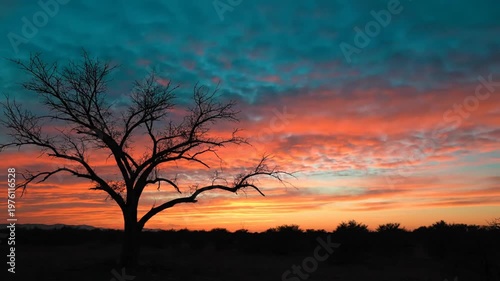 Lone tree at sunset.