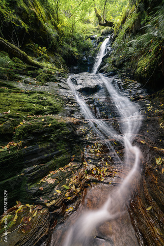 A stream flows calmly down through a grove of trees