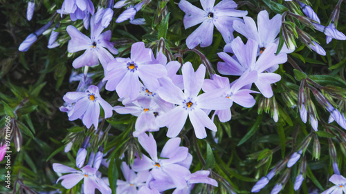 芝桜 花畑 マクロ撮影 春の花 背景素材