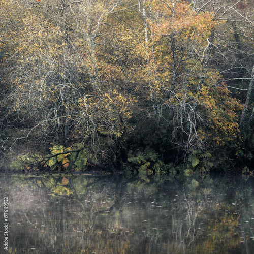 Autumn foliage tinges the dark November days with yellowish dots