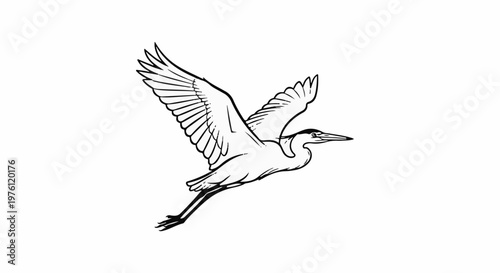 A detailed line drawing of a great blue heron in mid-flight with wings spread