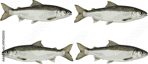 Set of Realistic Salmon Fish Illustrations in Various Poses for Aquatic, Wildlife, and Nature-Themed Graphics