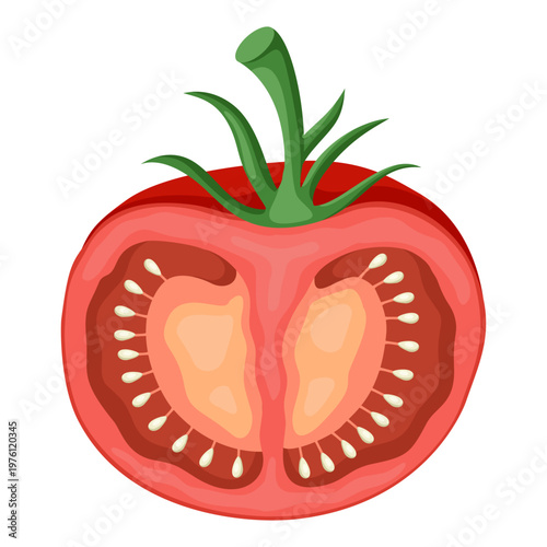 Half ripe tomato illustration 