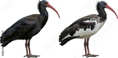 Set of Realistic Ibis Birds in Different Color Patterns for Wildlife, Birdwatching, and Nature-Themed Graphics