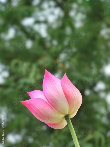 Elegant pink lotus flower bud blooming against green bokeh background.