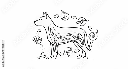 Diagram illustrating internal parasitic worms in a dog's digestive system