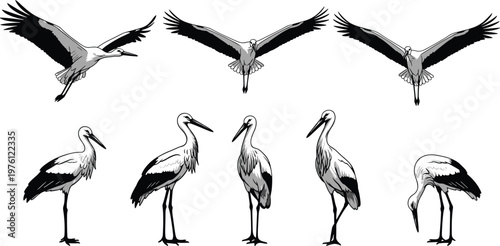 Set of Monochrome Stork Illustrations Featuring Birds in Flight and Standing Poses Isolated on White Background for Wildlife and Nature Design