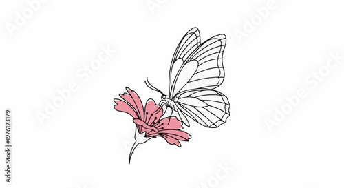 Delicate outline butterfly drinks nectar from a single pink flower