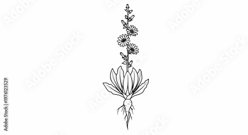 Black and white line drawing of a plant with roots, leaves, and flowers
