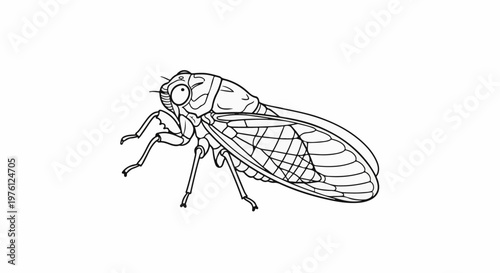 Detailed line drawing of an insect with segmented body and veined wings