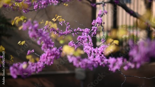 Cinematic push in close up of blooming Eastern redbud flowers in spring sunlight