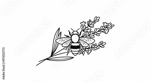 Line art illustration of a bee on lavender sprigs