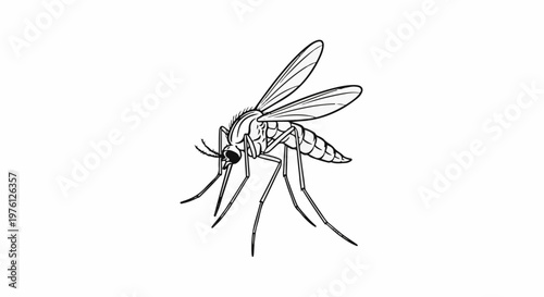Black and white line drawing of a mosquito with outstretched legs and wings