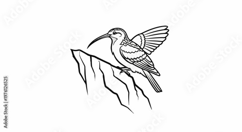 A detailed line drawing of a hummingbird perched on a rocky outcrop