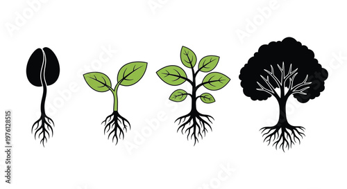 Coffee bean growth stages illustrated from seed to mature tree