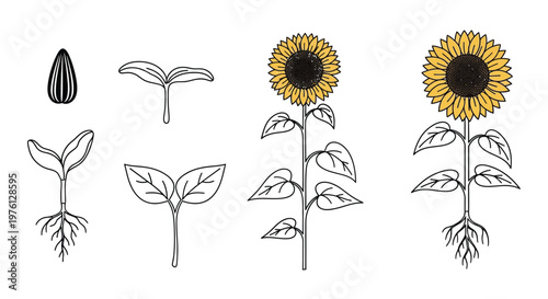 Sunflower life cycle illustration showing seed sprout and mature blooms
