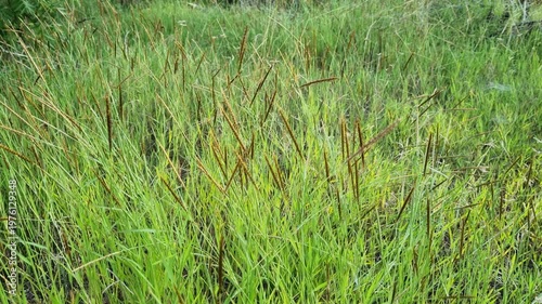 Wild Green Grass Field with Brown Seed Heads Swaying in the Breeze