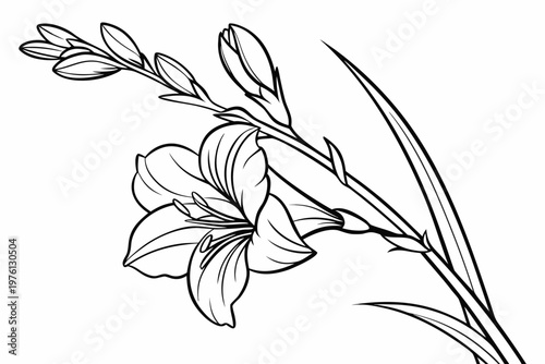 coloring page  line art the gladiolus flower black vector