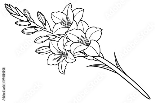 coloring page  line art the gladiolus flower black vector