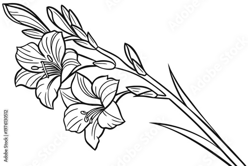 coloring page  line art the gladiolus flower black vector