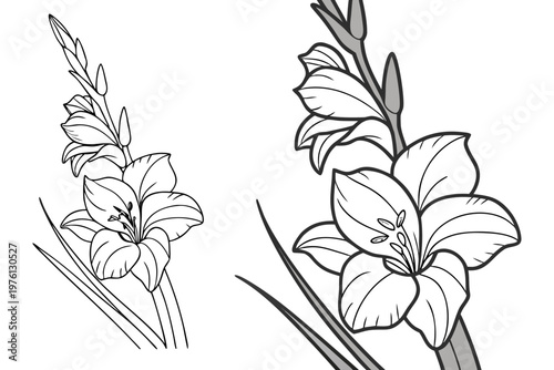 coloring page  line art the gladiolus flower black vector